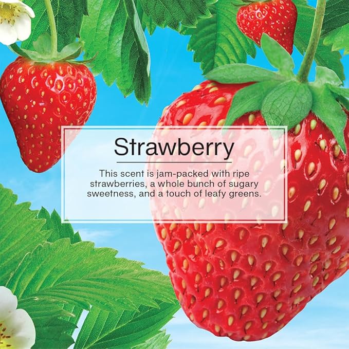 LITTLE TREES Car Air Freshener | Hanging Tree Provides Long Lasting Scent for Auto and Home | Strawberry, 24 Air Fresheners